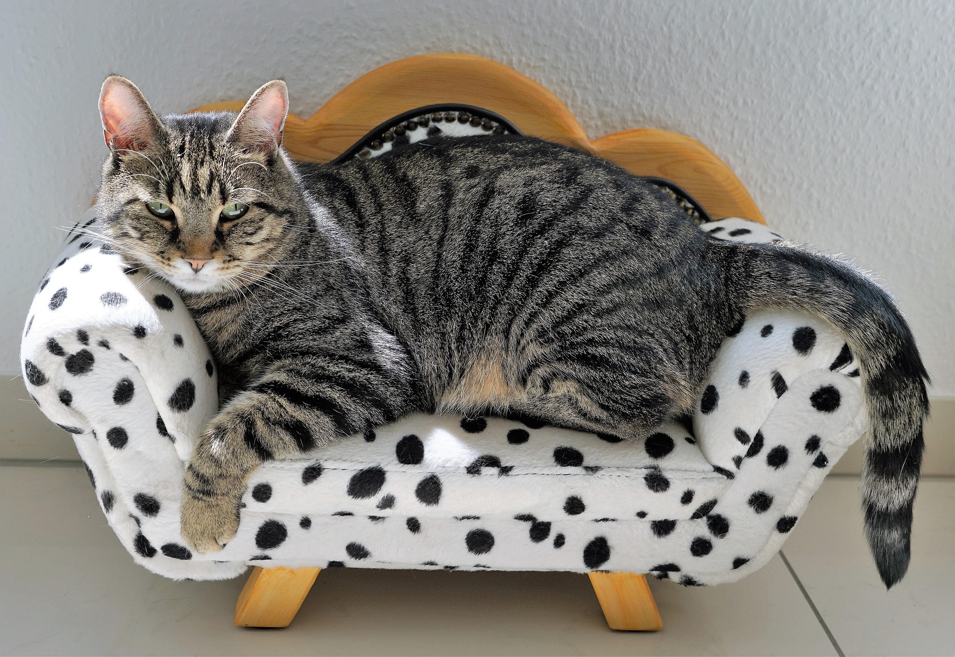 A cat receiving trusted in-home care from K9 Time in Sheffield