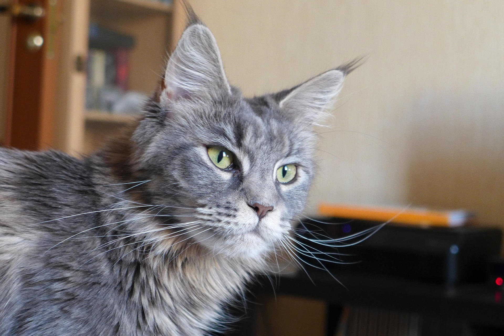 A cat receiving trusted in-home care from K9 Time in Sheffield