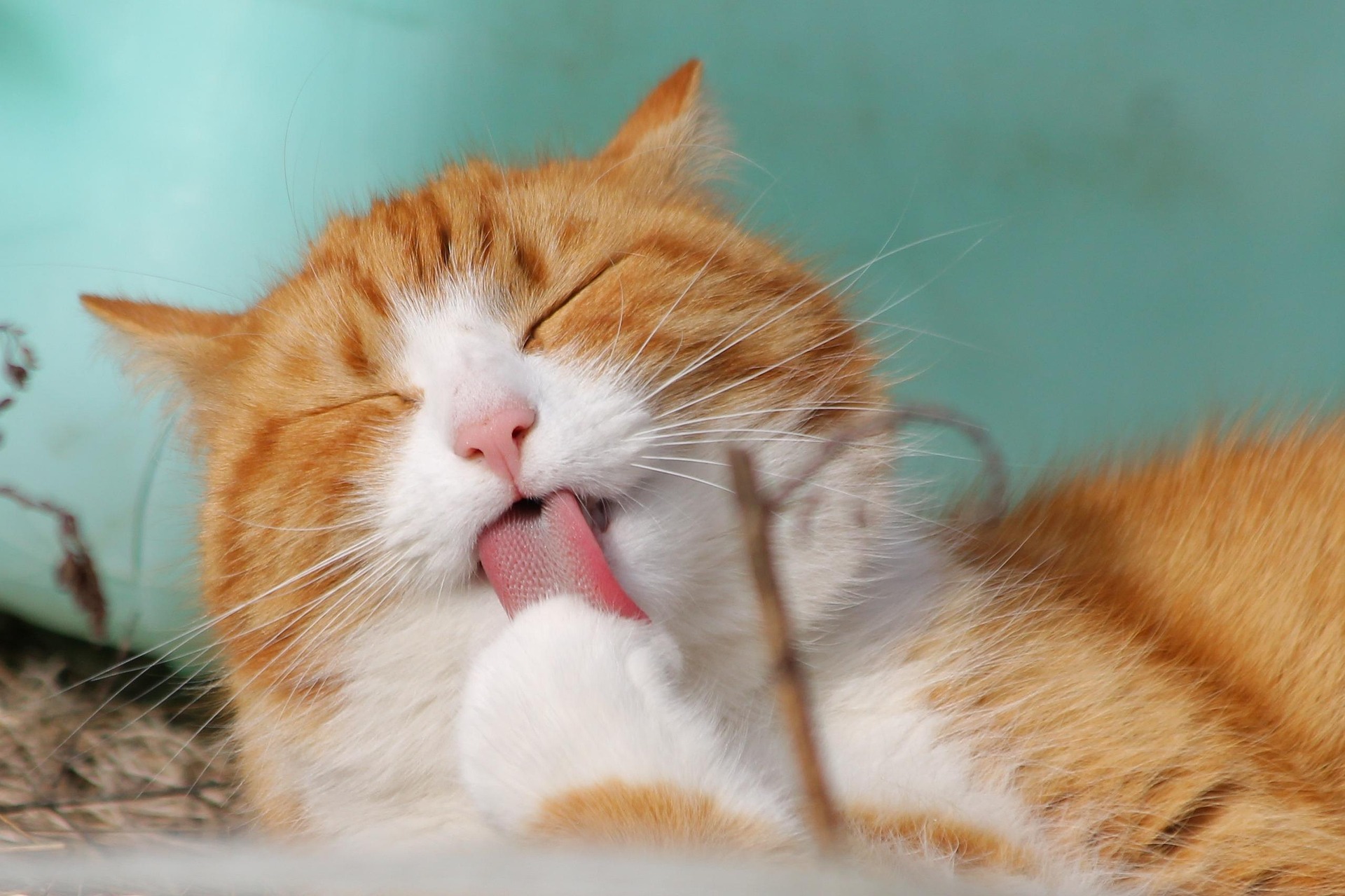 A cat receiving trusted in-home care from K9 Time in Sheffield