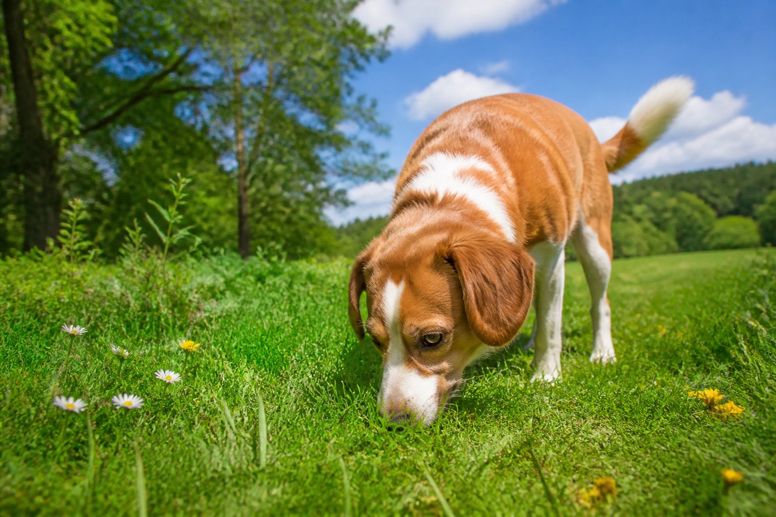 A medium-sized dog sniffing the grass attentively during a walk in a green park with trees and sunlight.