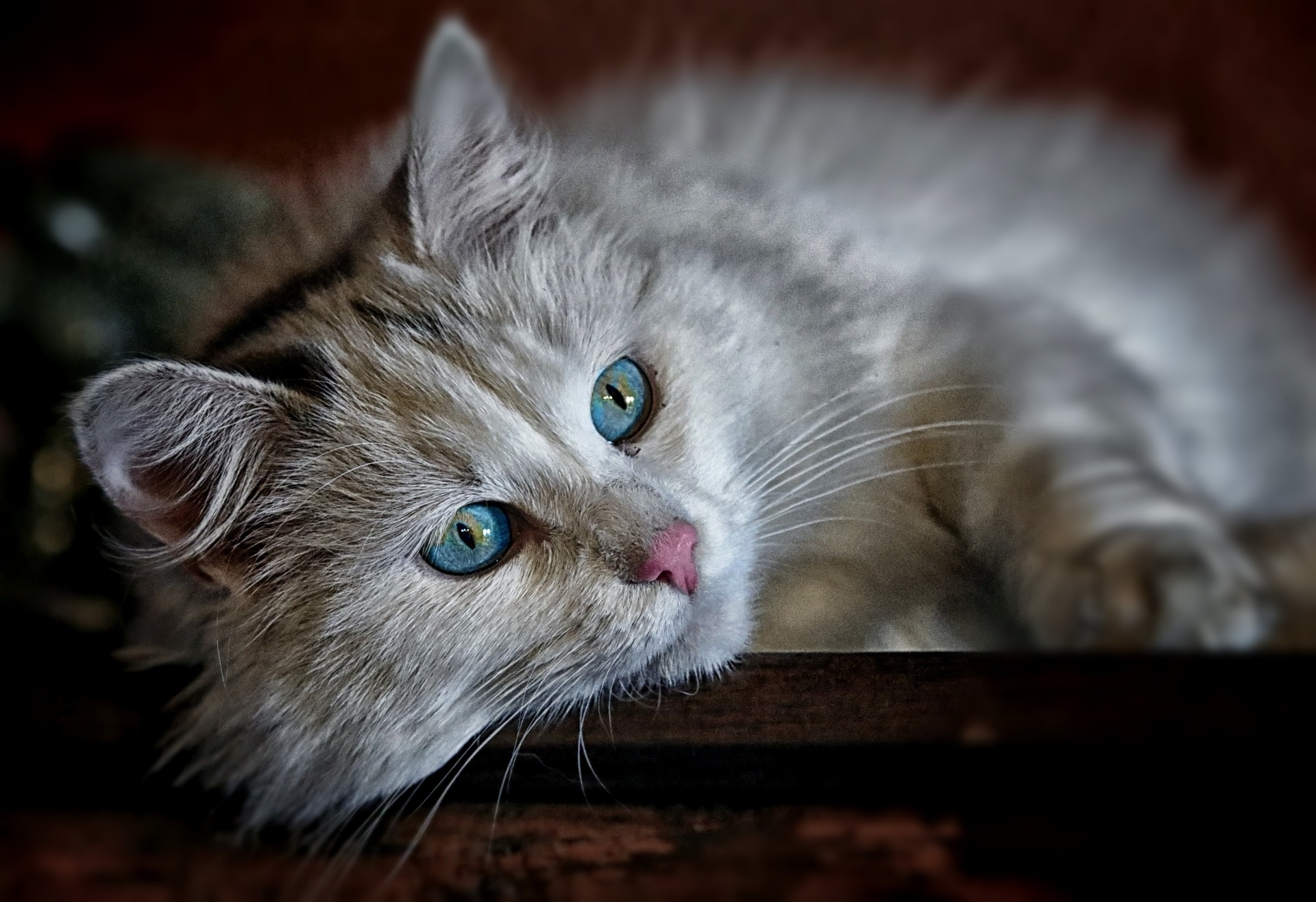 A cat receiving trusted in-home care from K9 Time in Sheffield