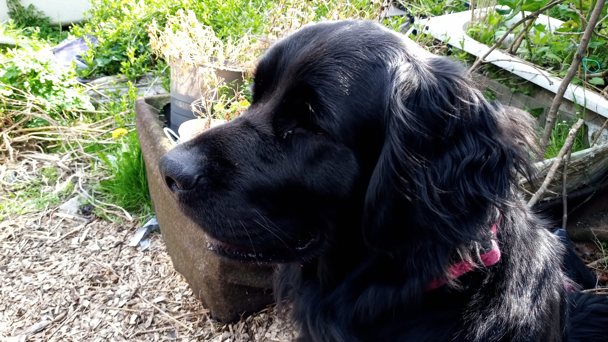 Bea enjoying attentive one-to-one care from K9 Time
