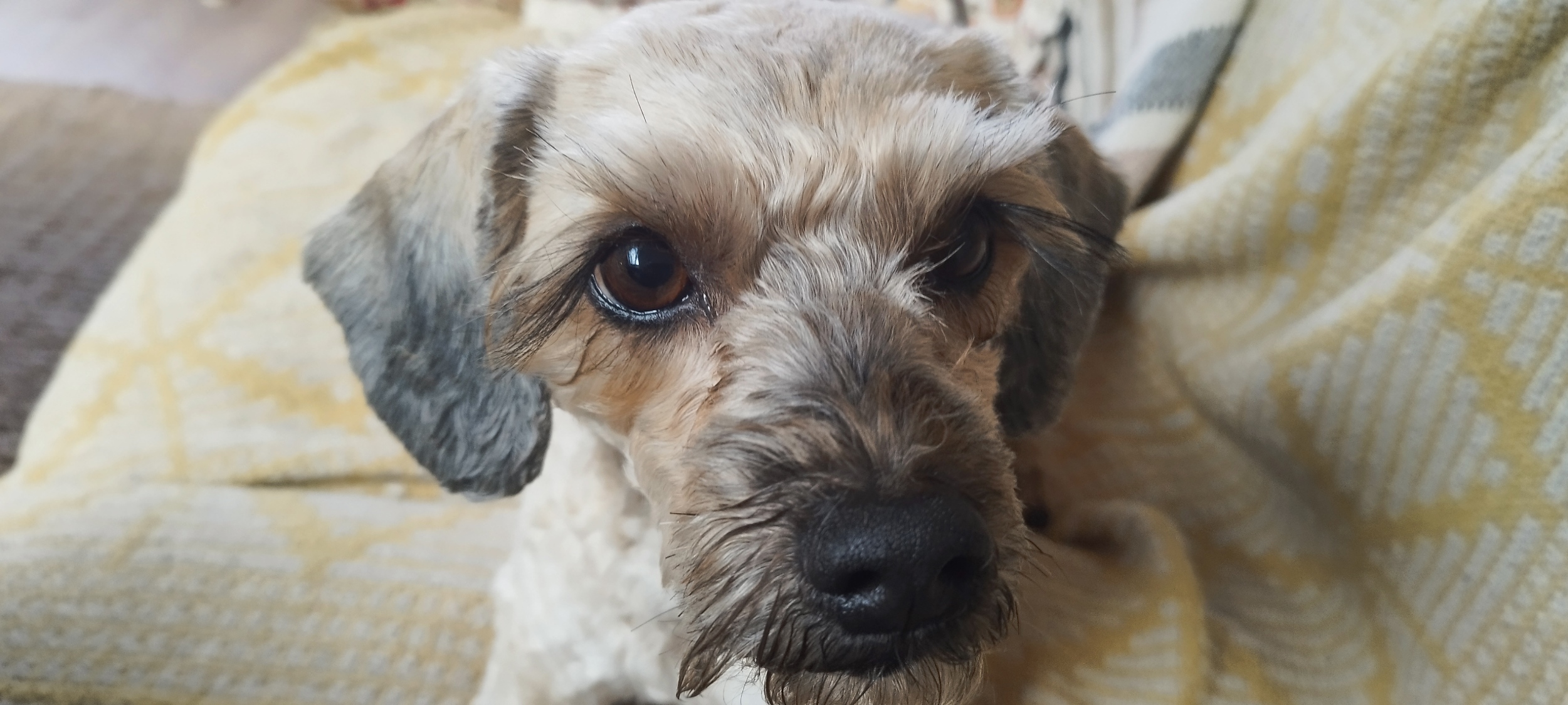 Bella enjoying trusted one-to-one care from K9 Time