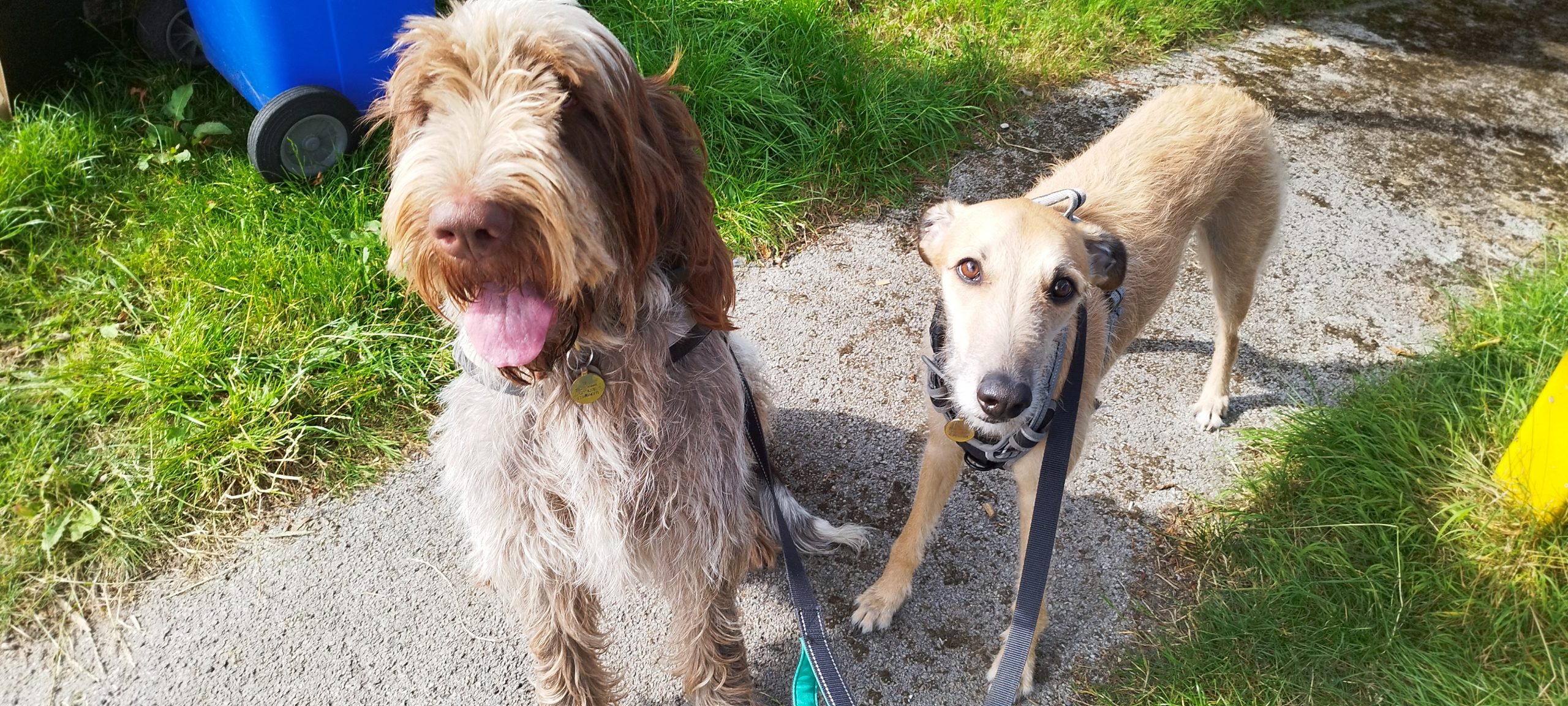 Two dogs on leads during a K9 Time walk in South West Sheffield
