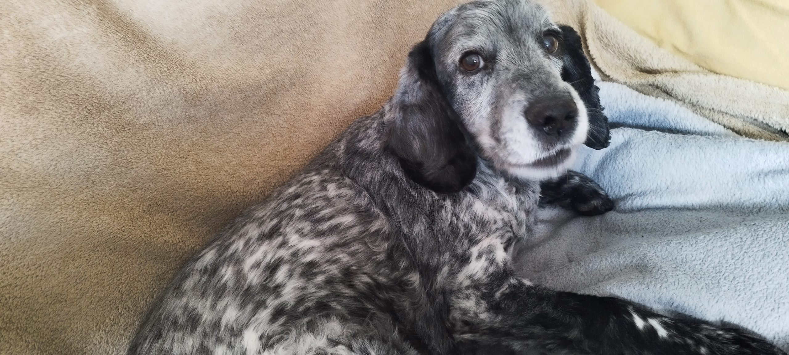 A relaxed dog receiving calm, attentive care at home from K9 Time