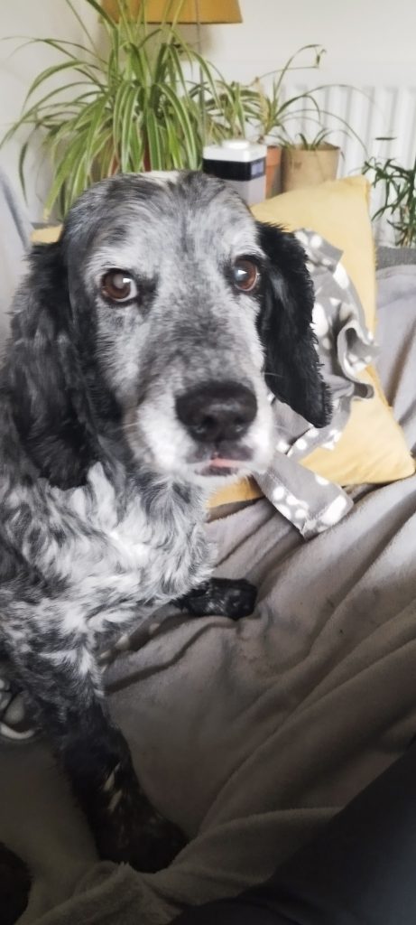 A black and white Spaniel relaxing during personalised pet care
