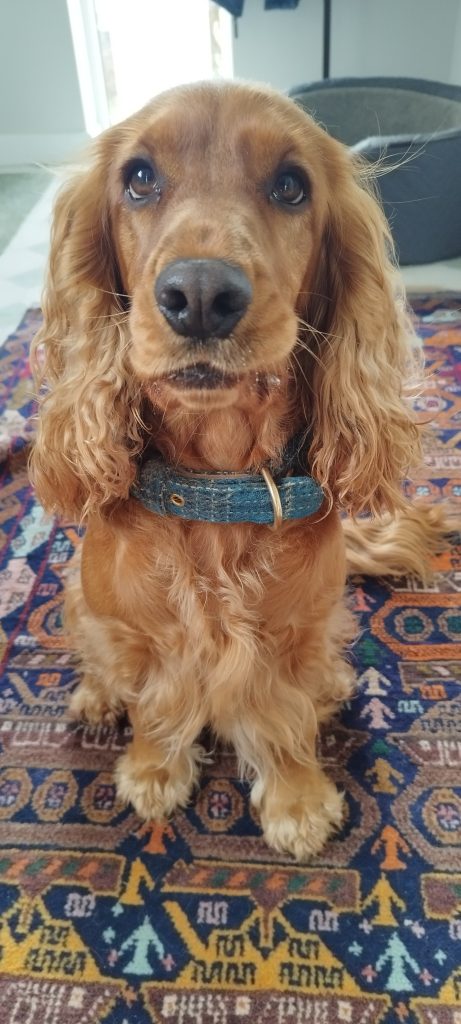 A Cocker Spaniel sitting calmly during a K9 Time home visit