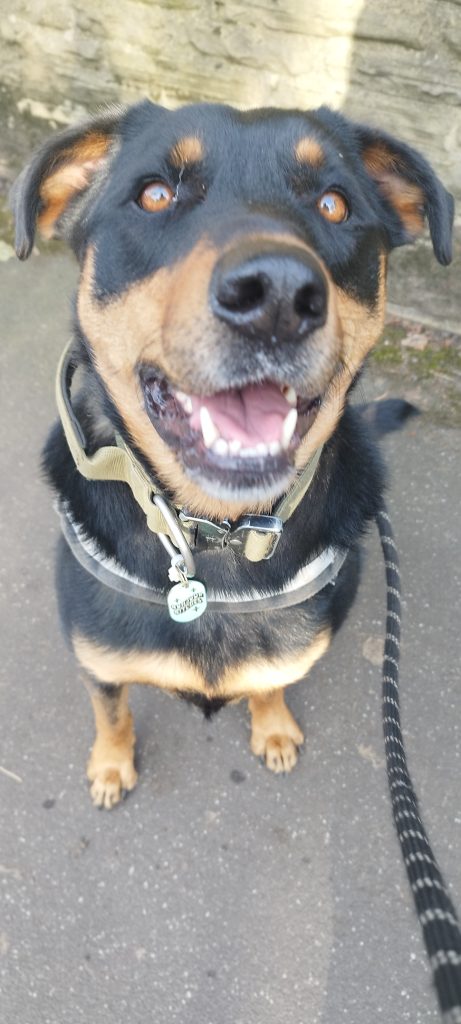 A collage of dogs and cats cared for by K9 Time in Sheffield