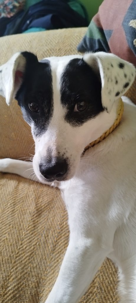 A black and white dog relaxing at home with K9 Time
