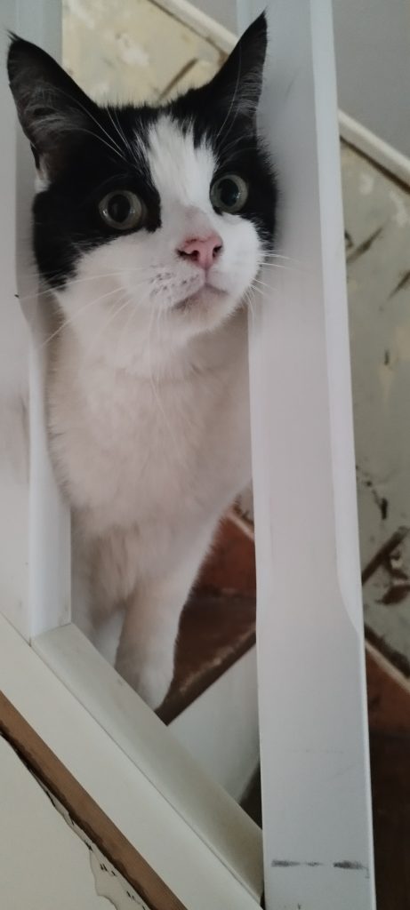 A black and white cat receiving attentive in-home care from K9 Time