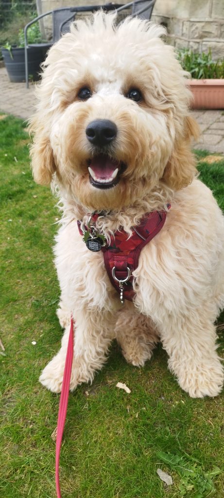 A happy cream Cockapoo enjoying a one-to-one K9 Time walk