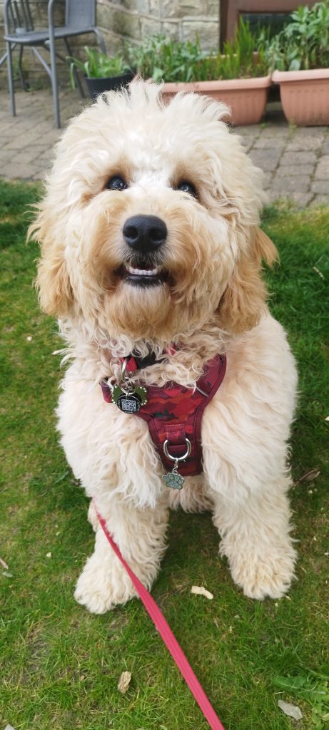 A cream Cockapoo sitting on the grass during a private K9 Time walk