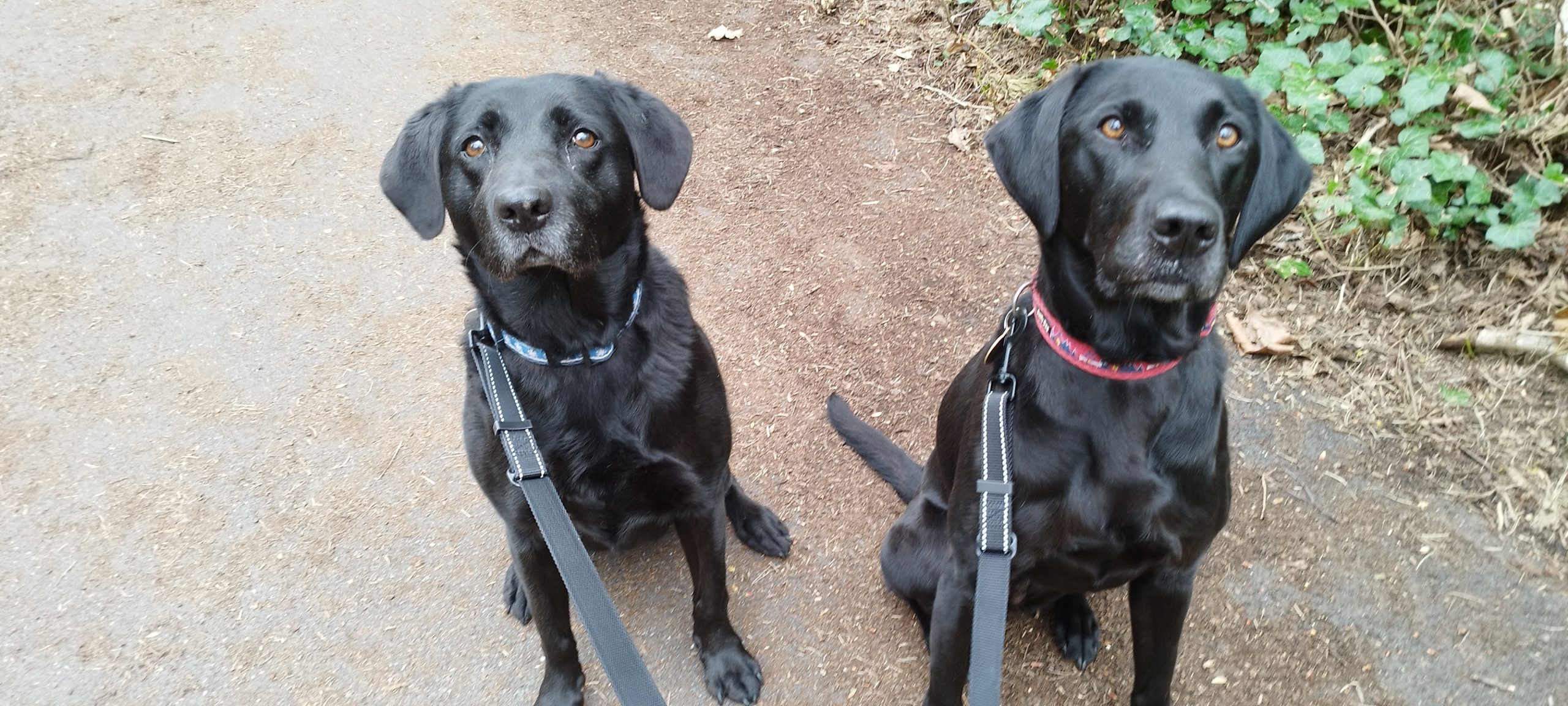 A K9 Time dog enjoying a private walk in Sheffield