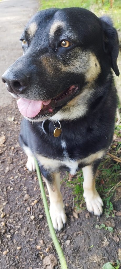 A happy black and tan dog enjoying an individual K9 Time walk