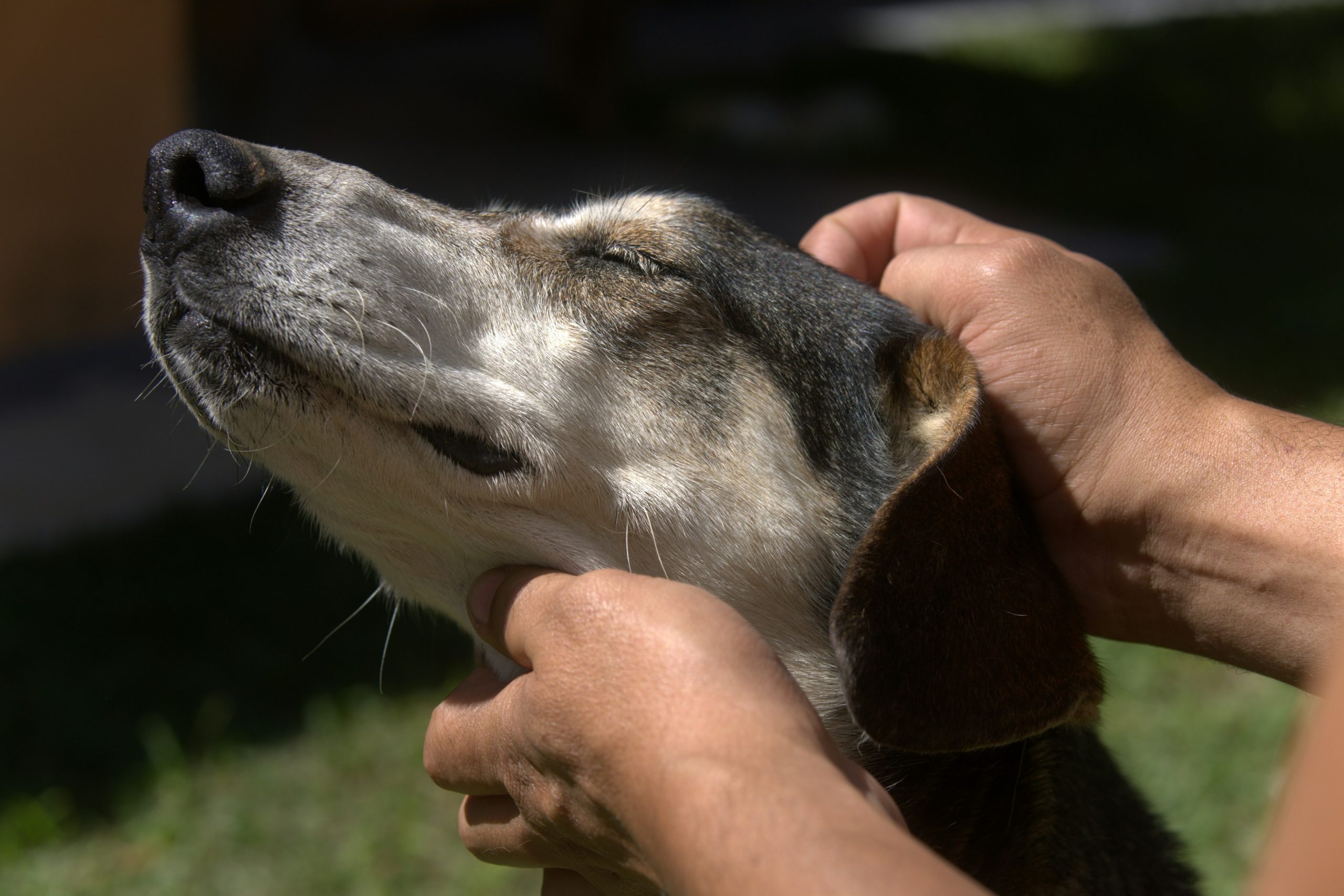 Derek providing calm Reiki-informed care to a dog