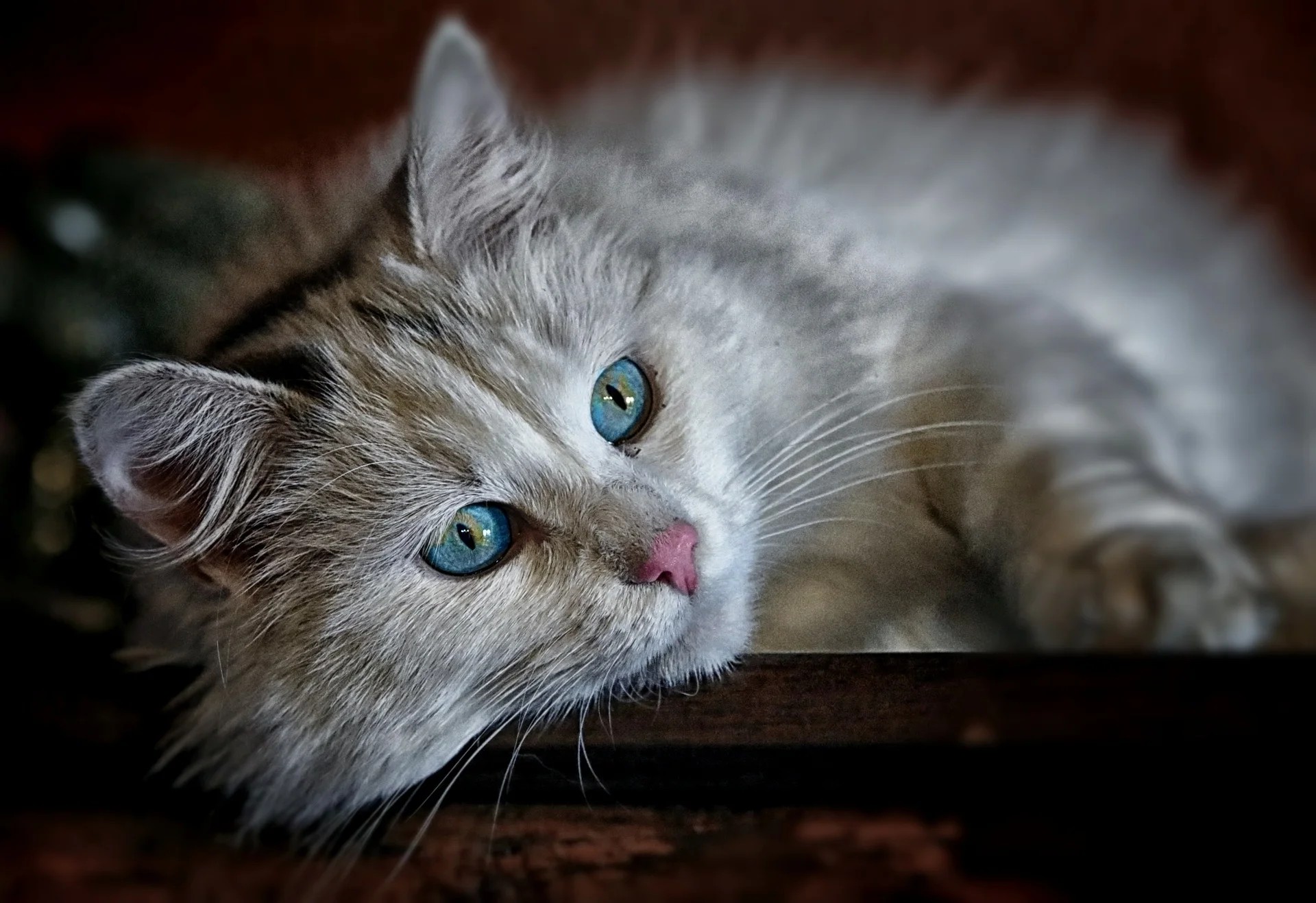 A relaxed cat receiving in-home care from K9 Time