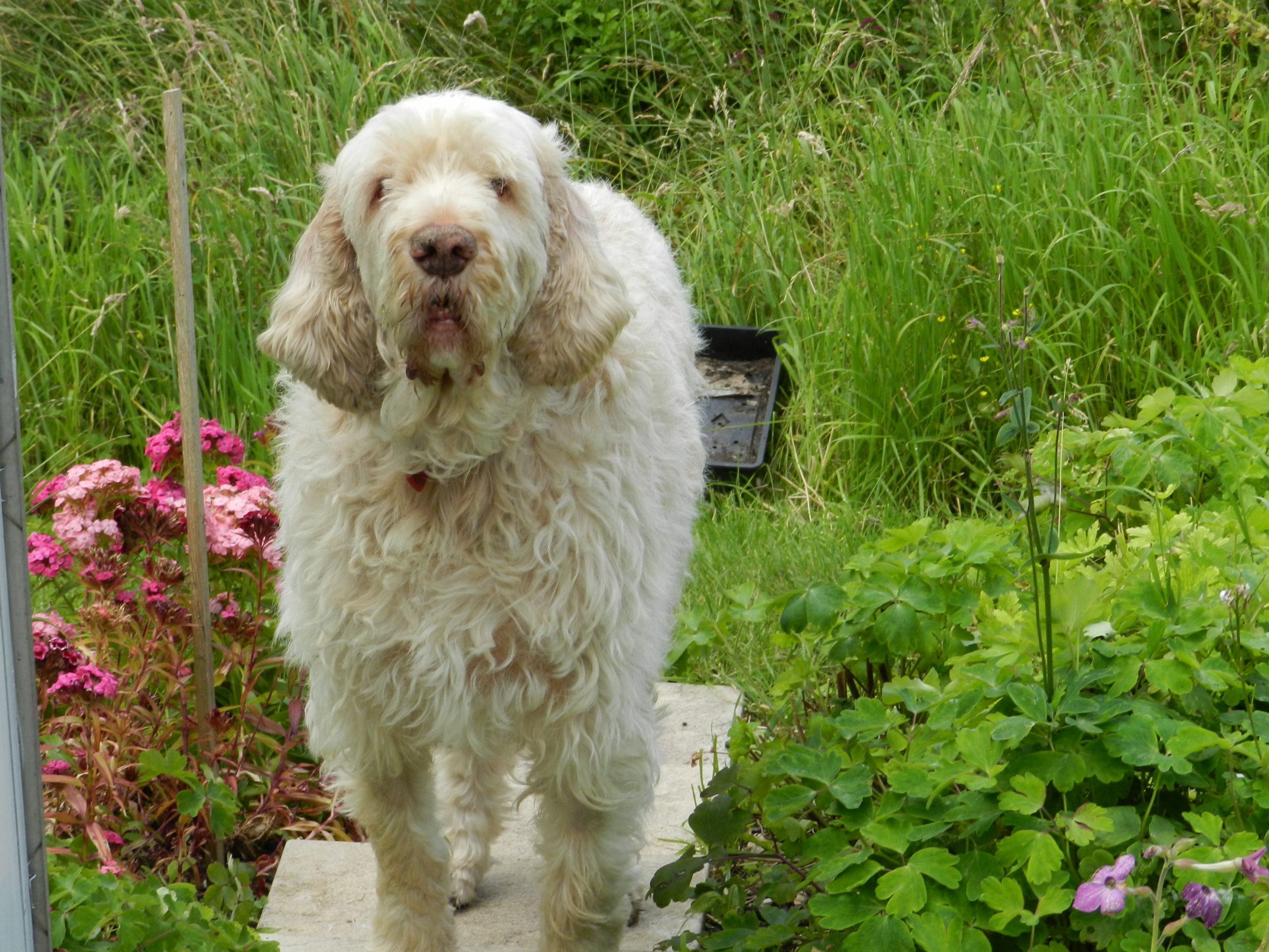 A dog enjoying a calm, one-to-one walk with K9 Time in Sheffield.