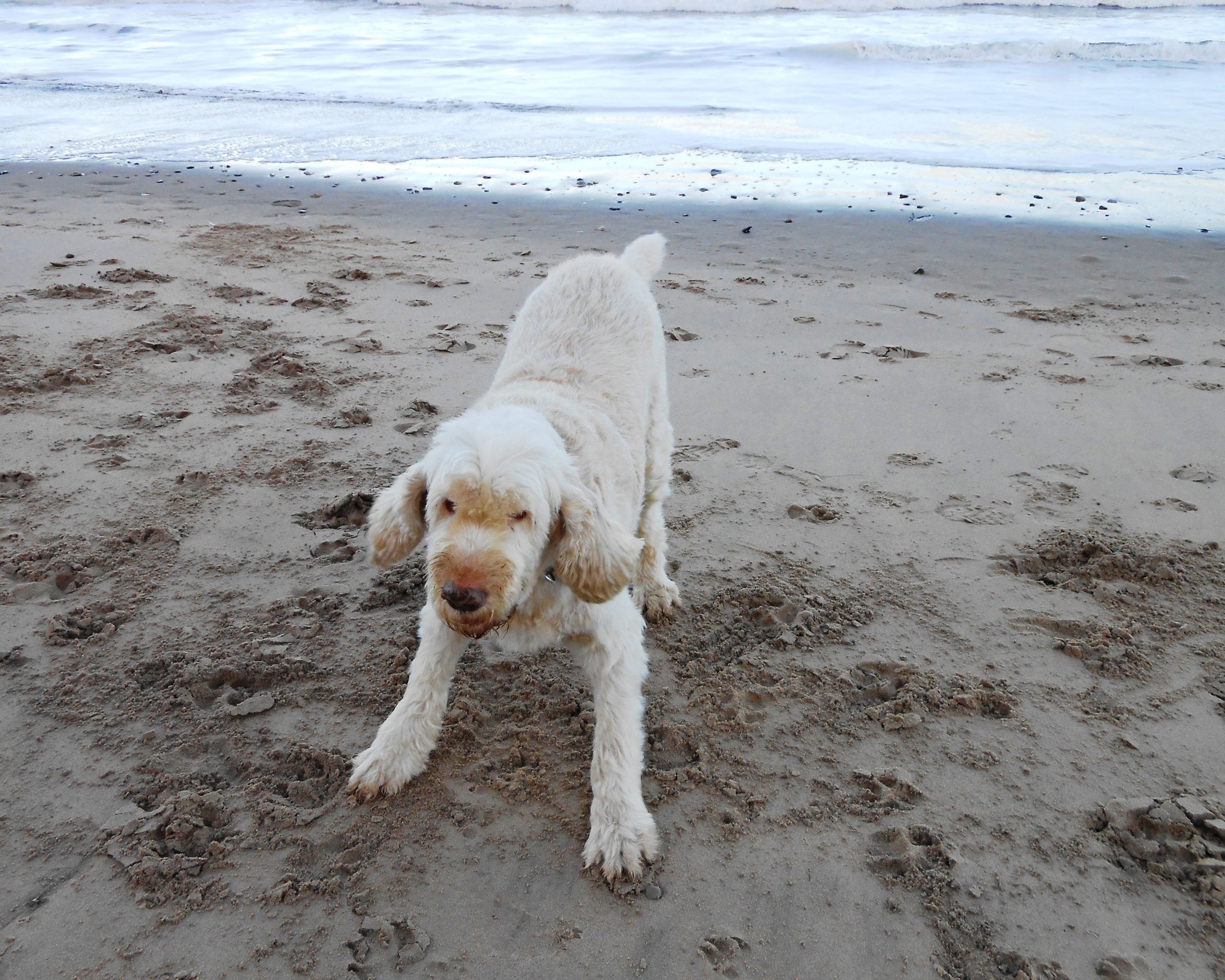 Findlay playing at the beach in November.