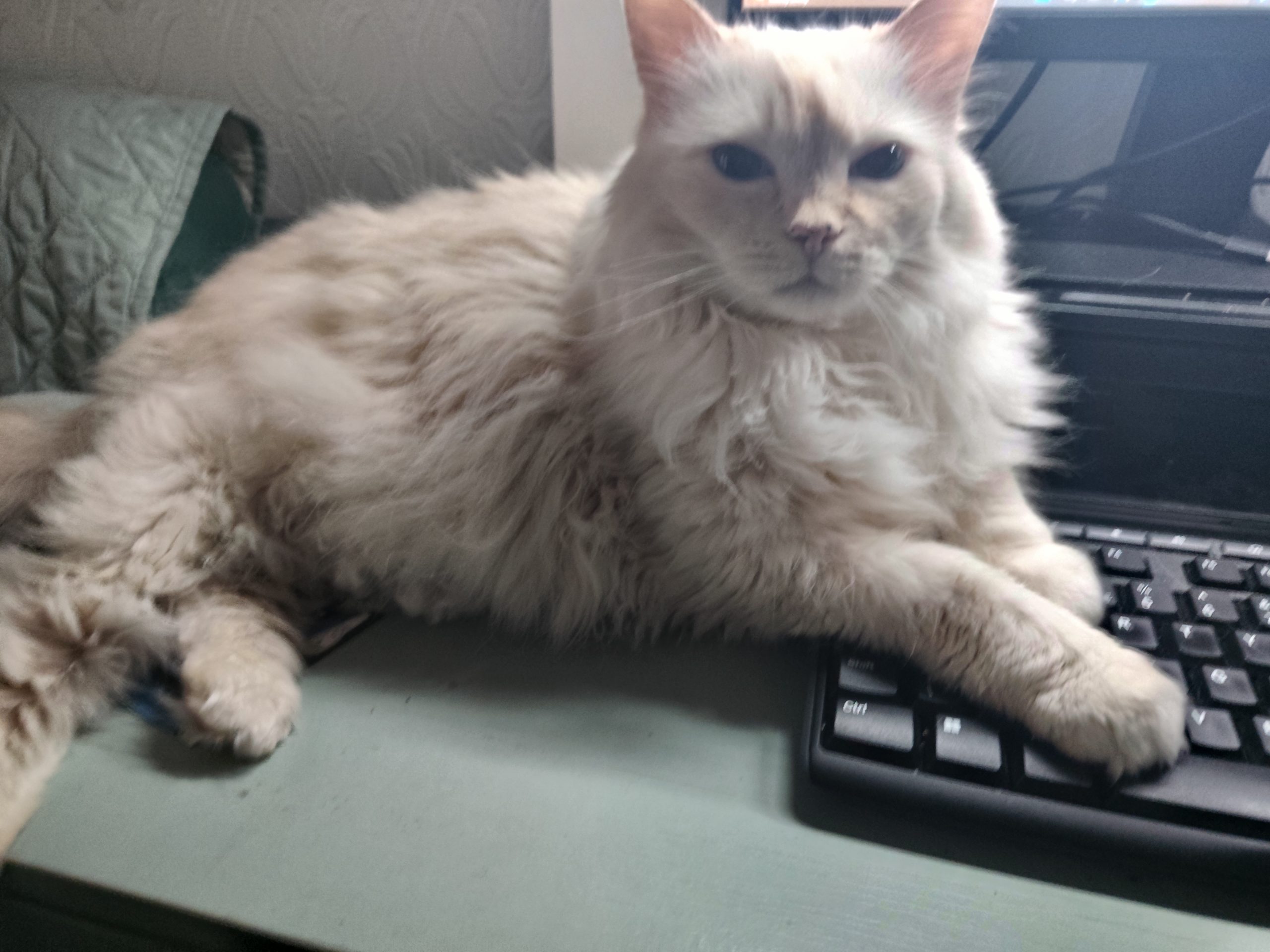 A cat receiving calm, trusted in-home care from K9 Time in Sheffield.