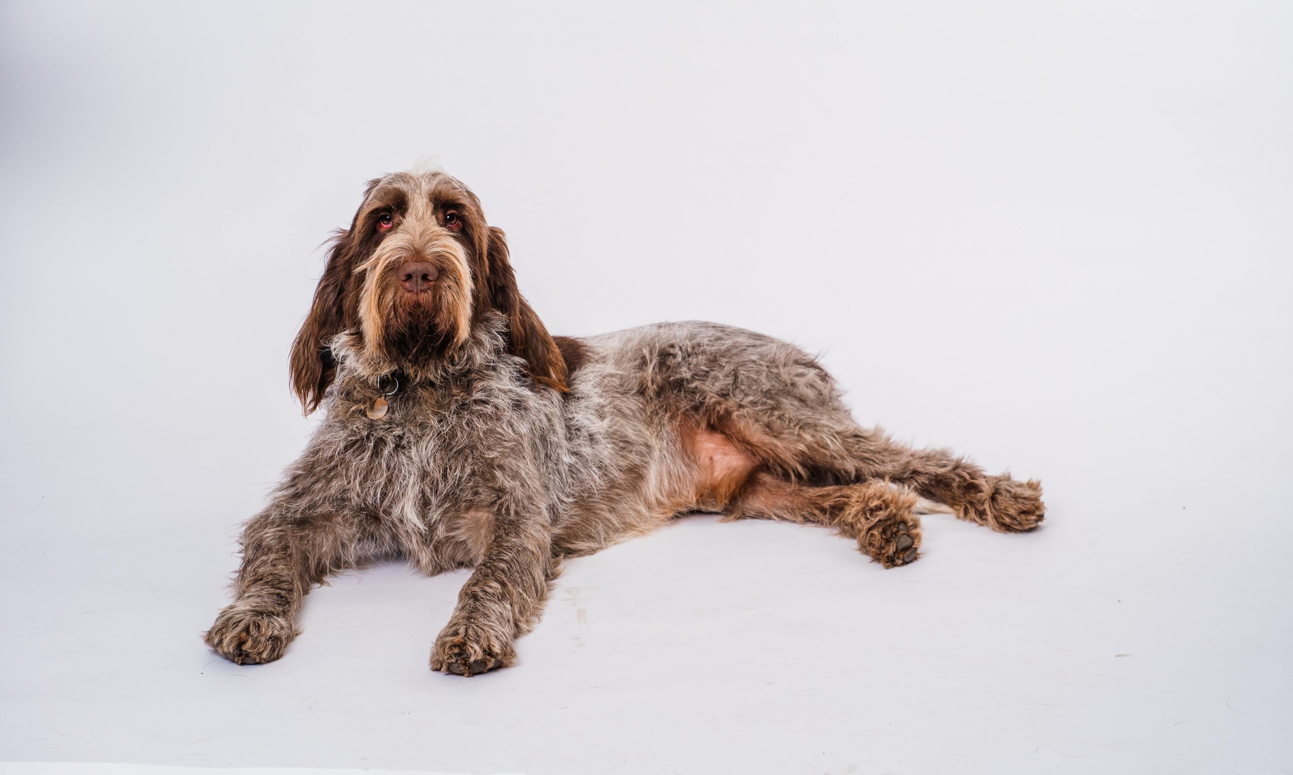 Amos relaxing during calm, Reiki-informed pet care from K9 Time