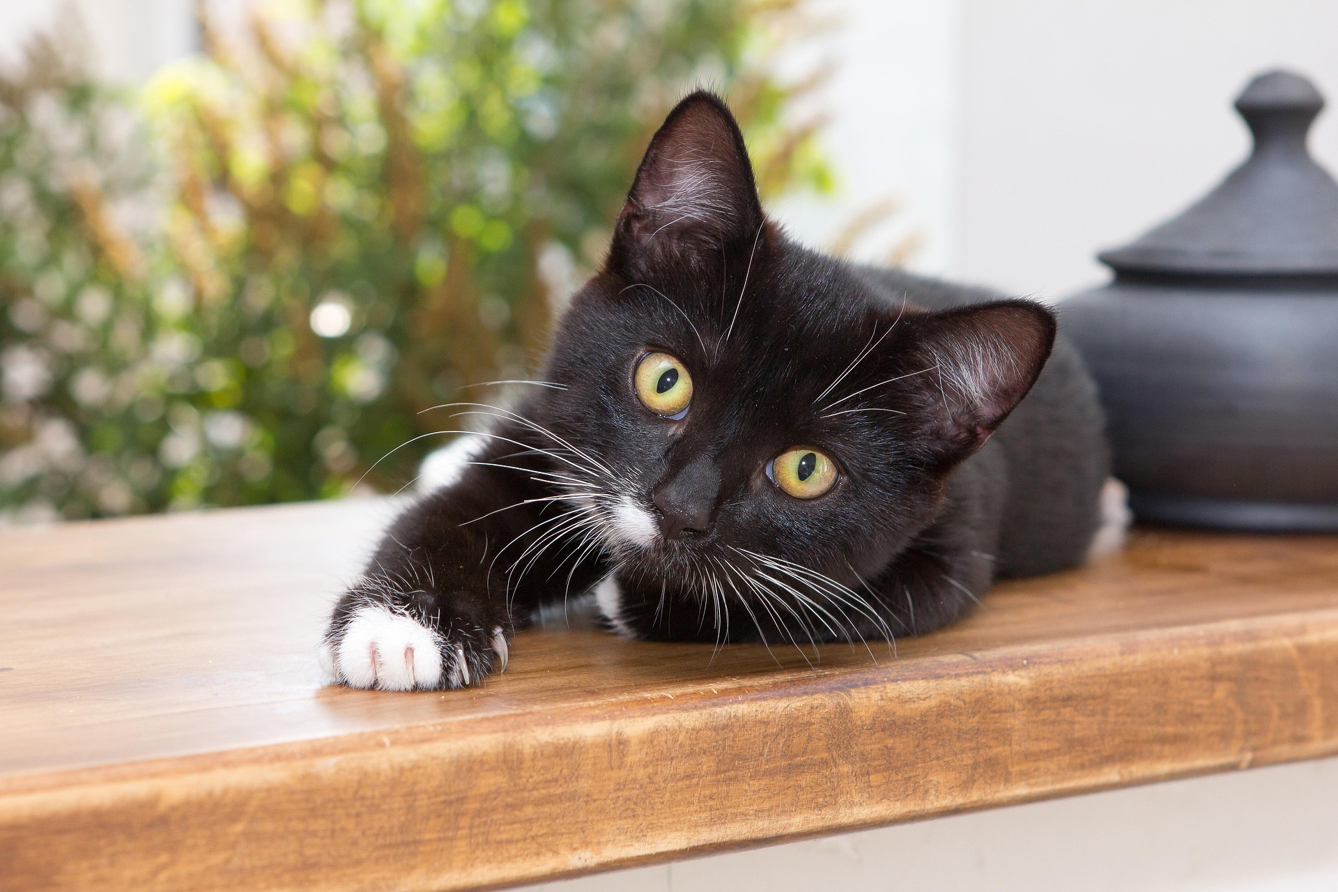 bairyna cat 4429808 1920.