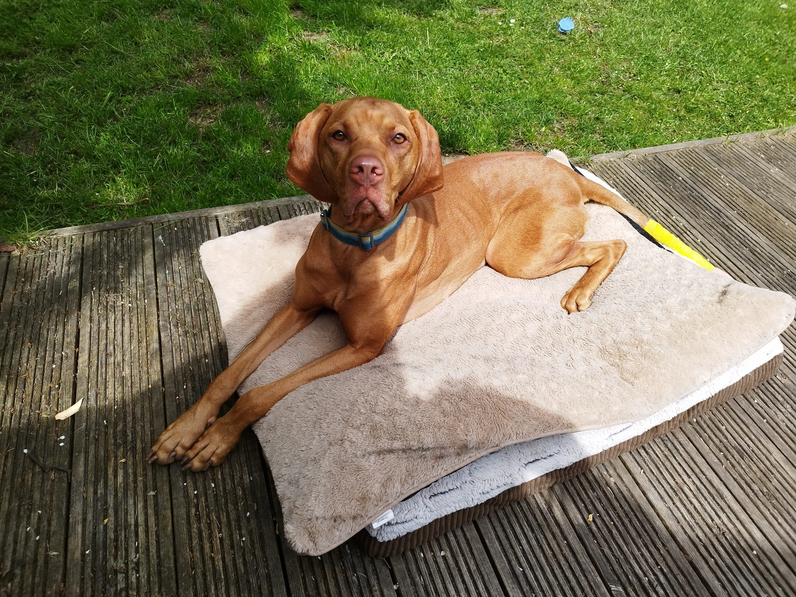 Belle relaxing during calm, individual care from K9 Time