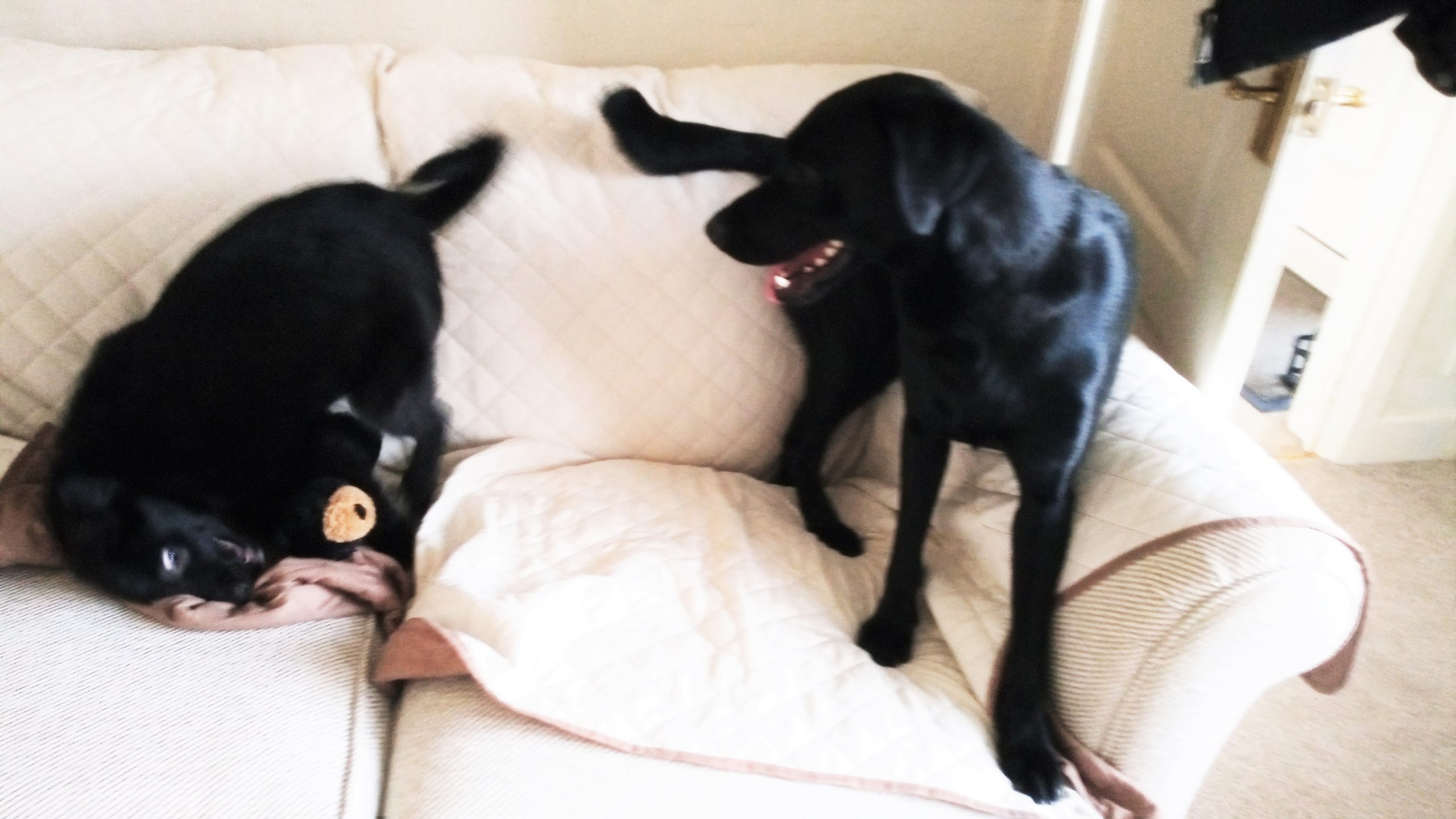 Ben and Bracken enjoying personal care from K9 Time