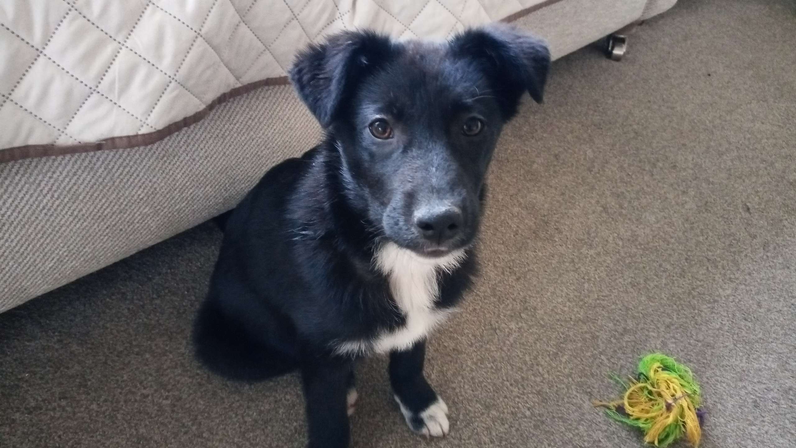 Bracken receiving gentle one-to-one puppy care from K9 Time