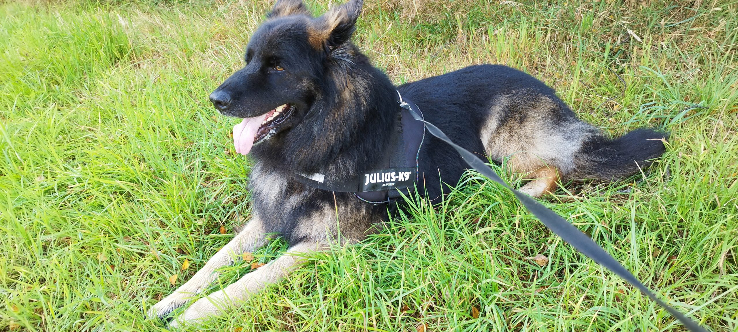 Freddie the German Shepherd resting during a solo K9 Time walk near Sheffield S10