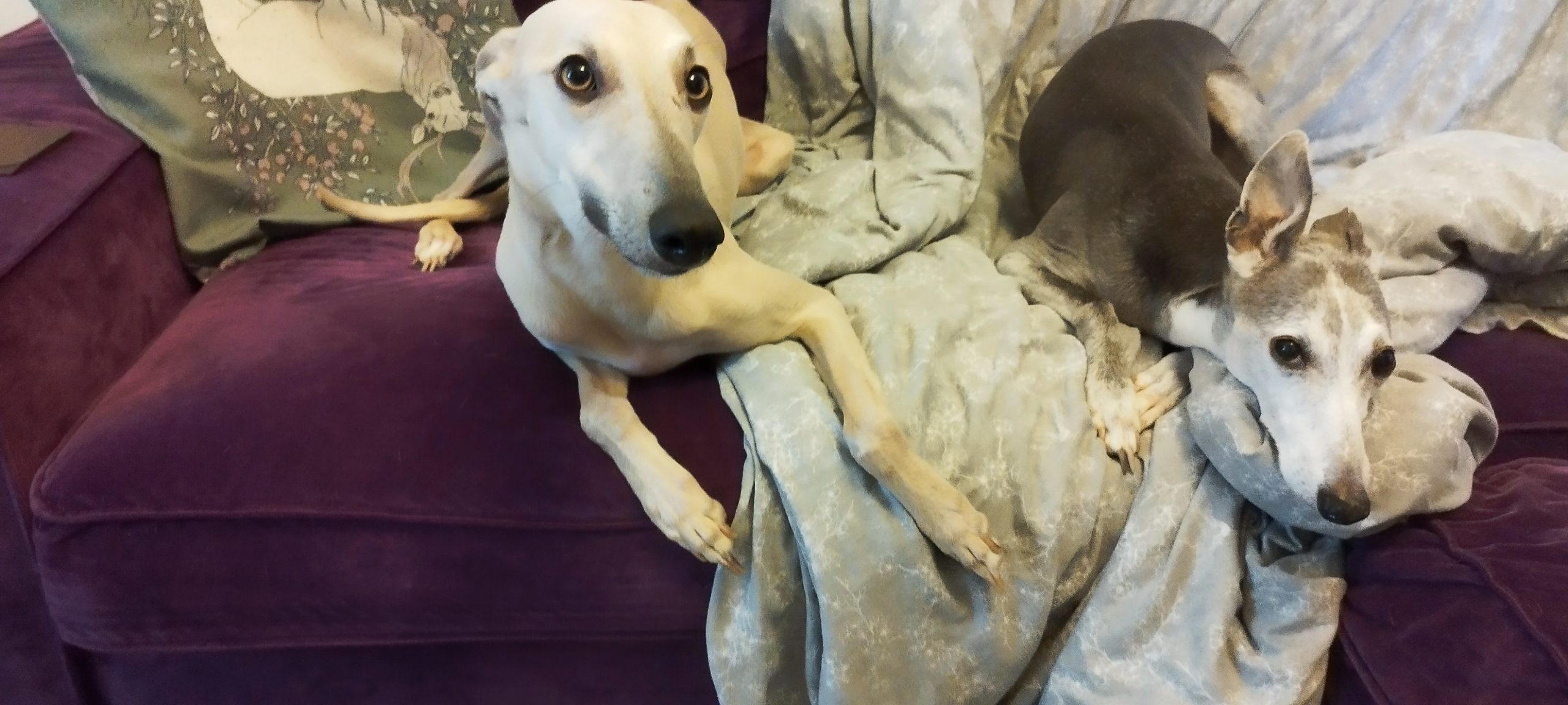 Two happy dogs relaxing during trusted K9 Time care in Sheffield