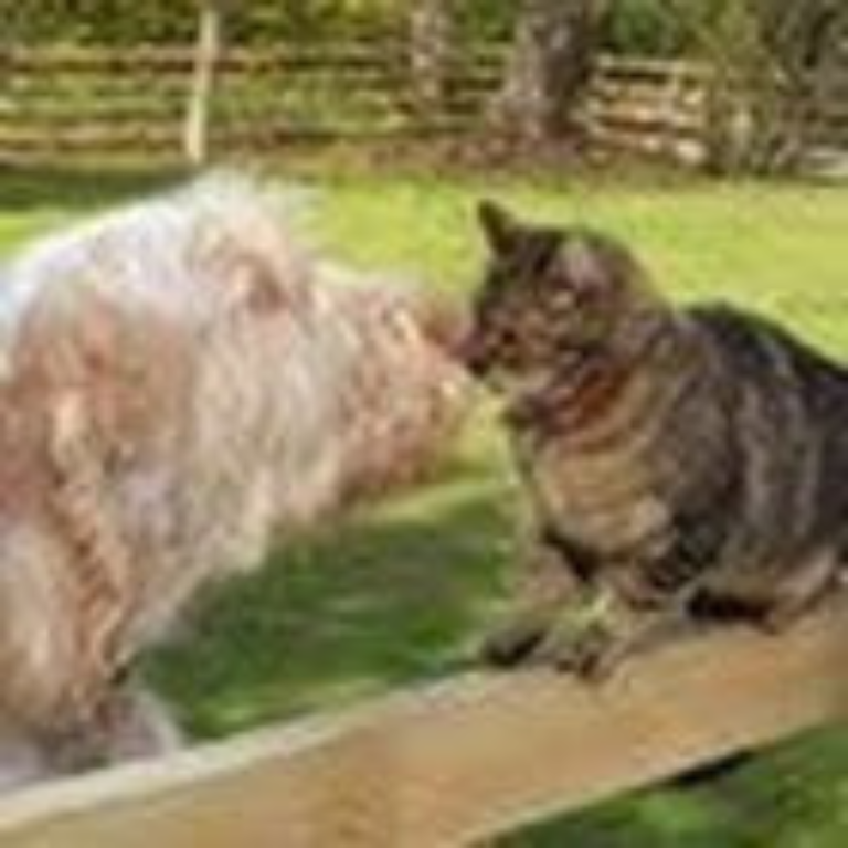 Findlay & Tiger