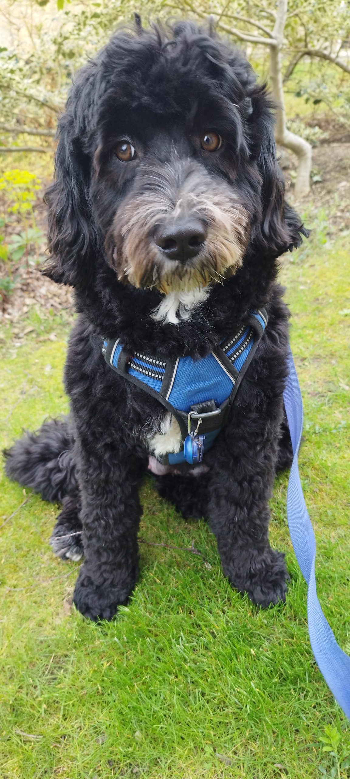 Maggie enjoying an individual K9 Time dog walk in Sheffield