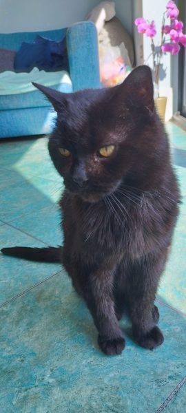 Minnie receiving trusted in-home cat care from K9 Time