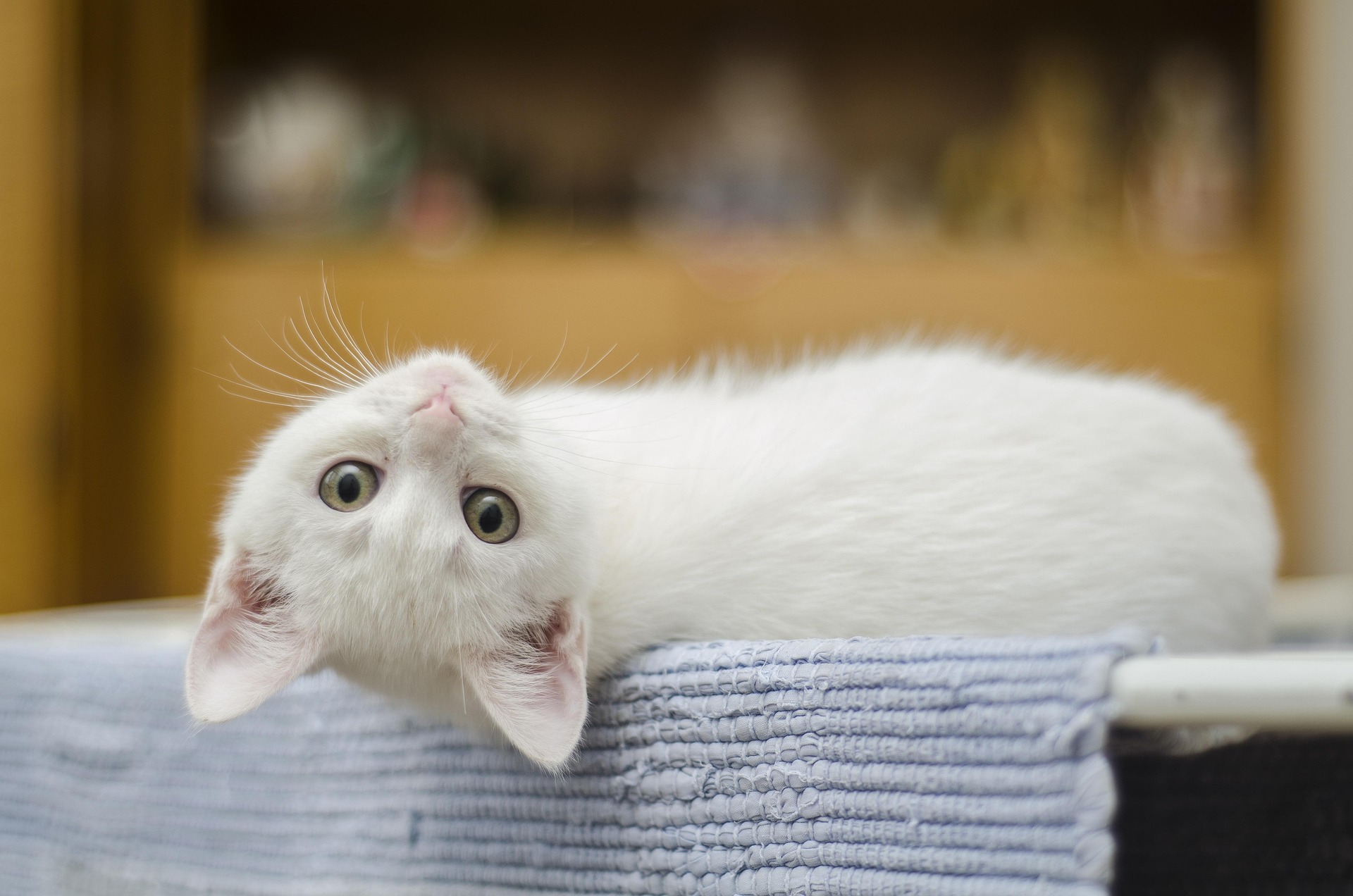A cat receiving trusted in-home care from K9 Time in Sheffield