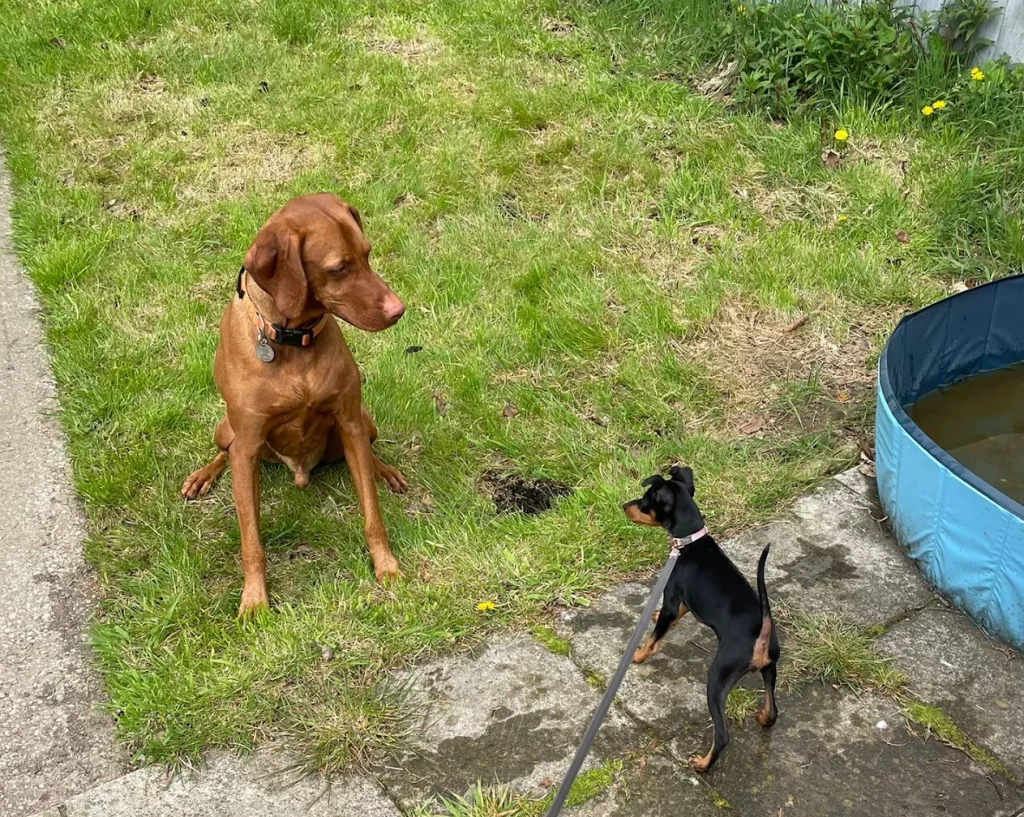 Ronnie enjoying attentive one-to-one dog care near Sheffield S10