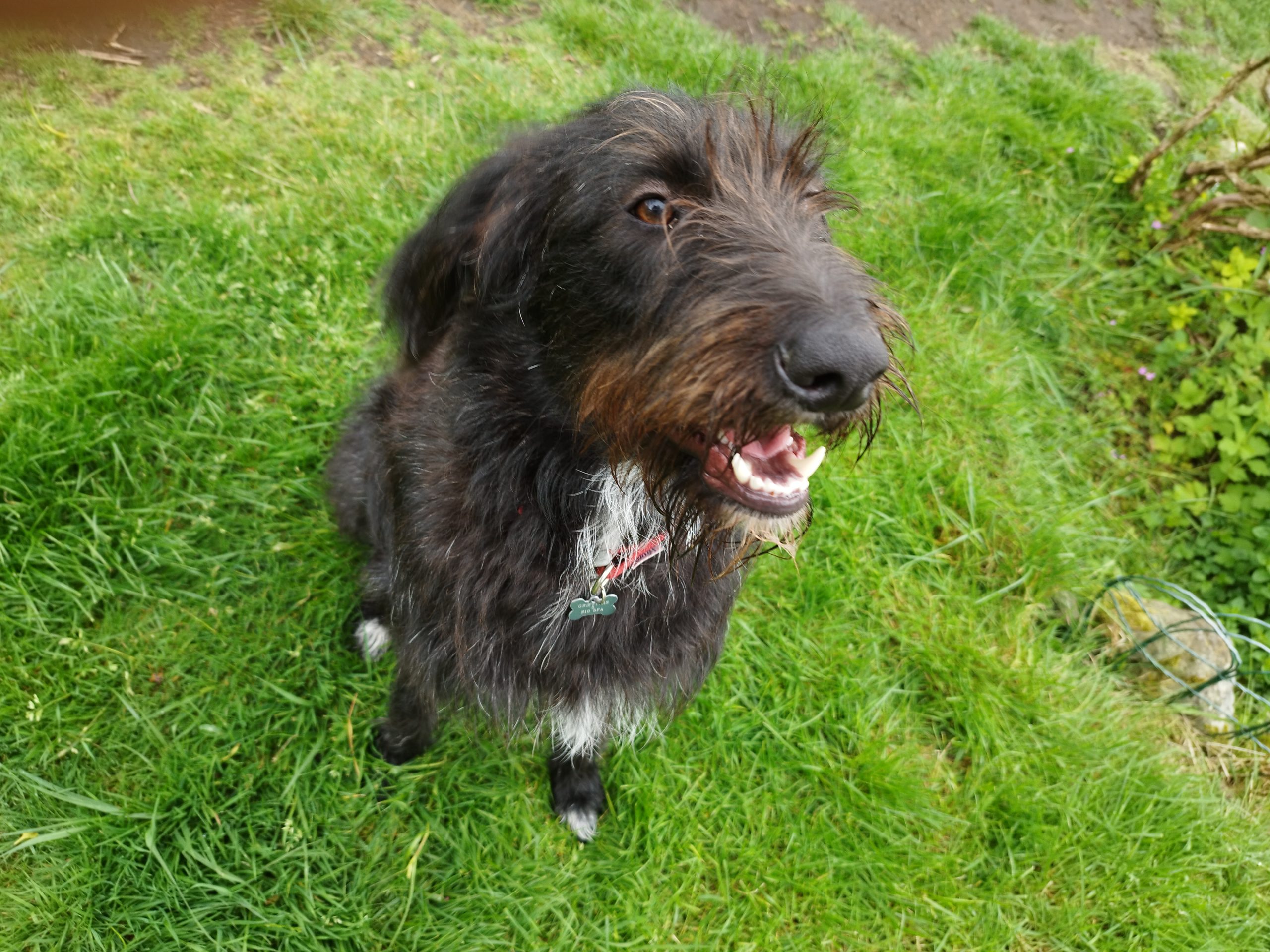 Rupert enjoying relaxed one-to-one care from K9 Time