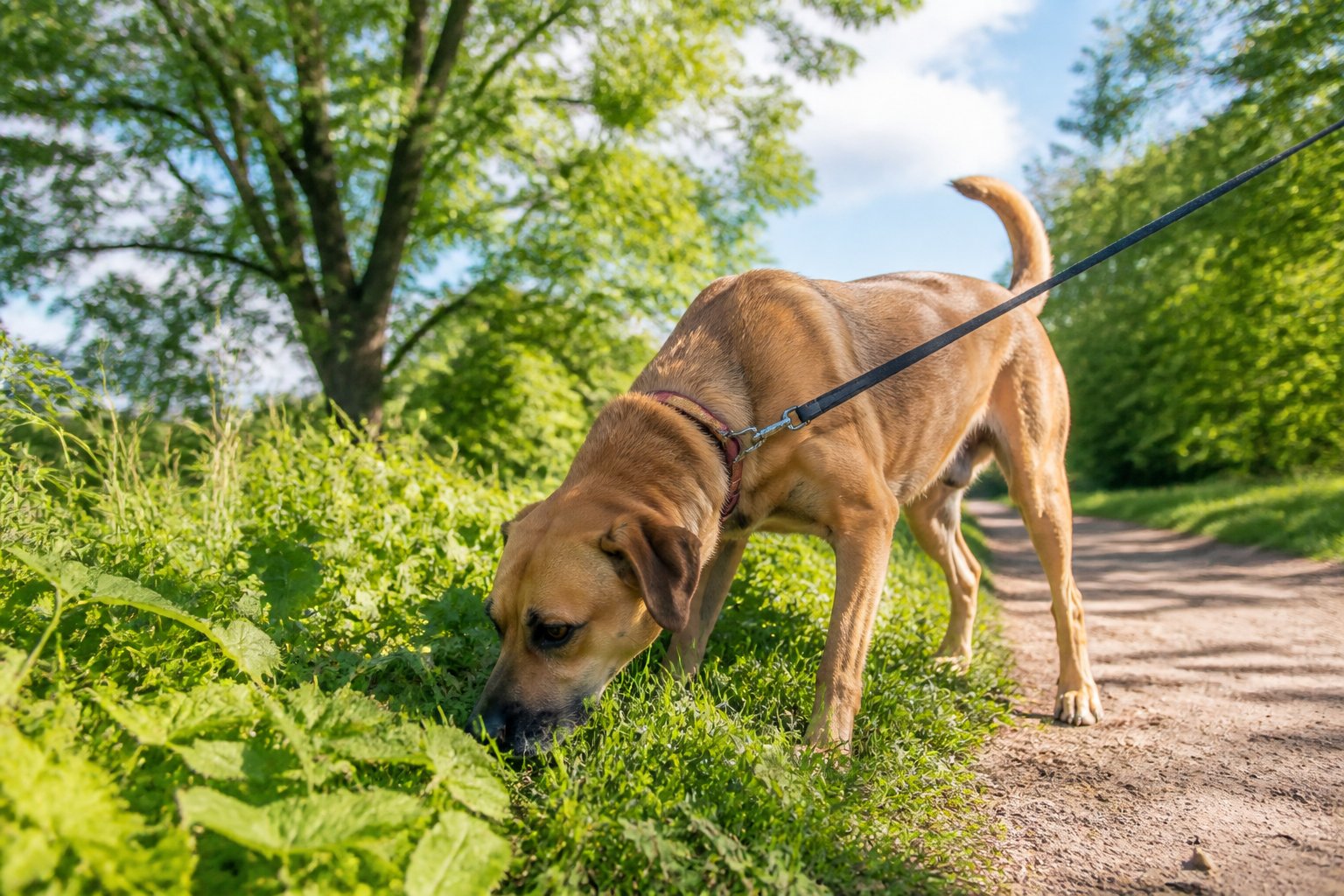 A dog sniffing plants on a grassy path in a sunny park with trees in the background.