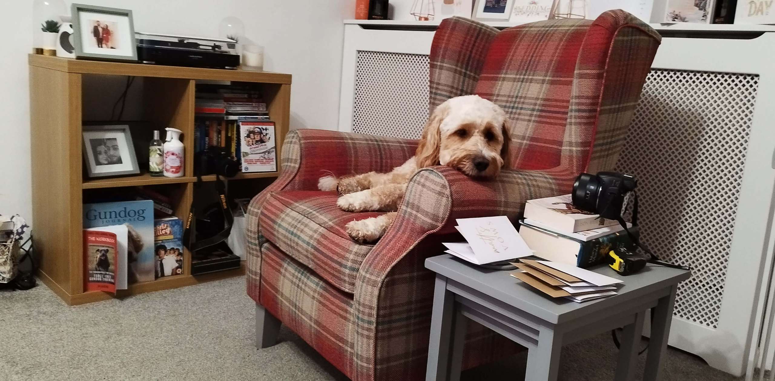 Waffle relaxing at home during individual dog sitting care from K9 Time