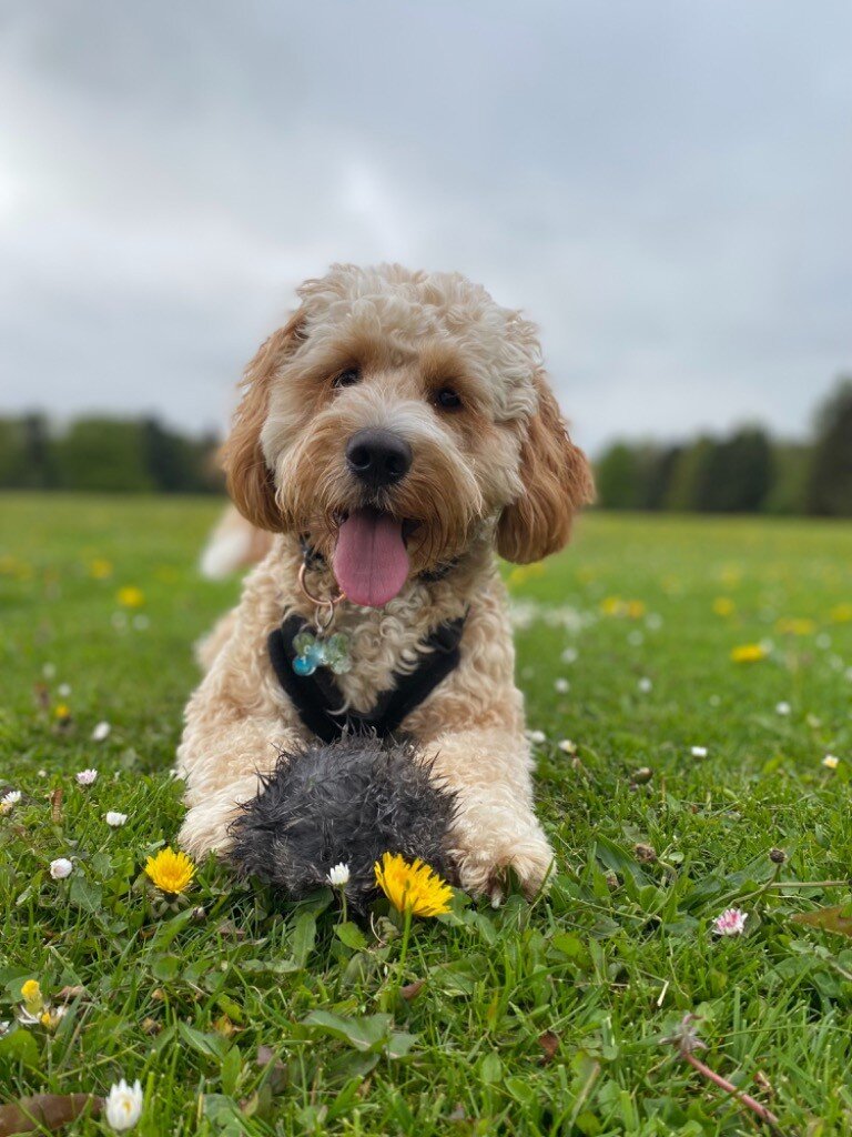Waffle enjoying an individual dog walk in Sheffield