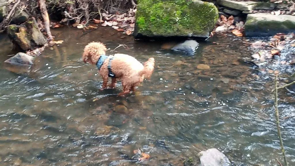 Cockapoo enjoying a paddle