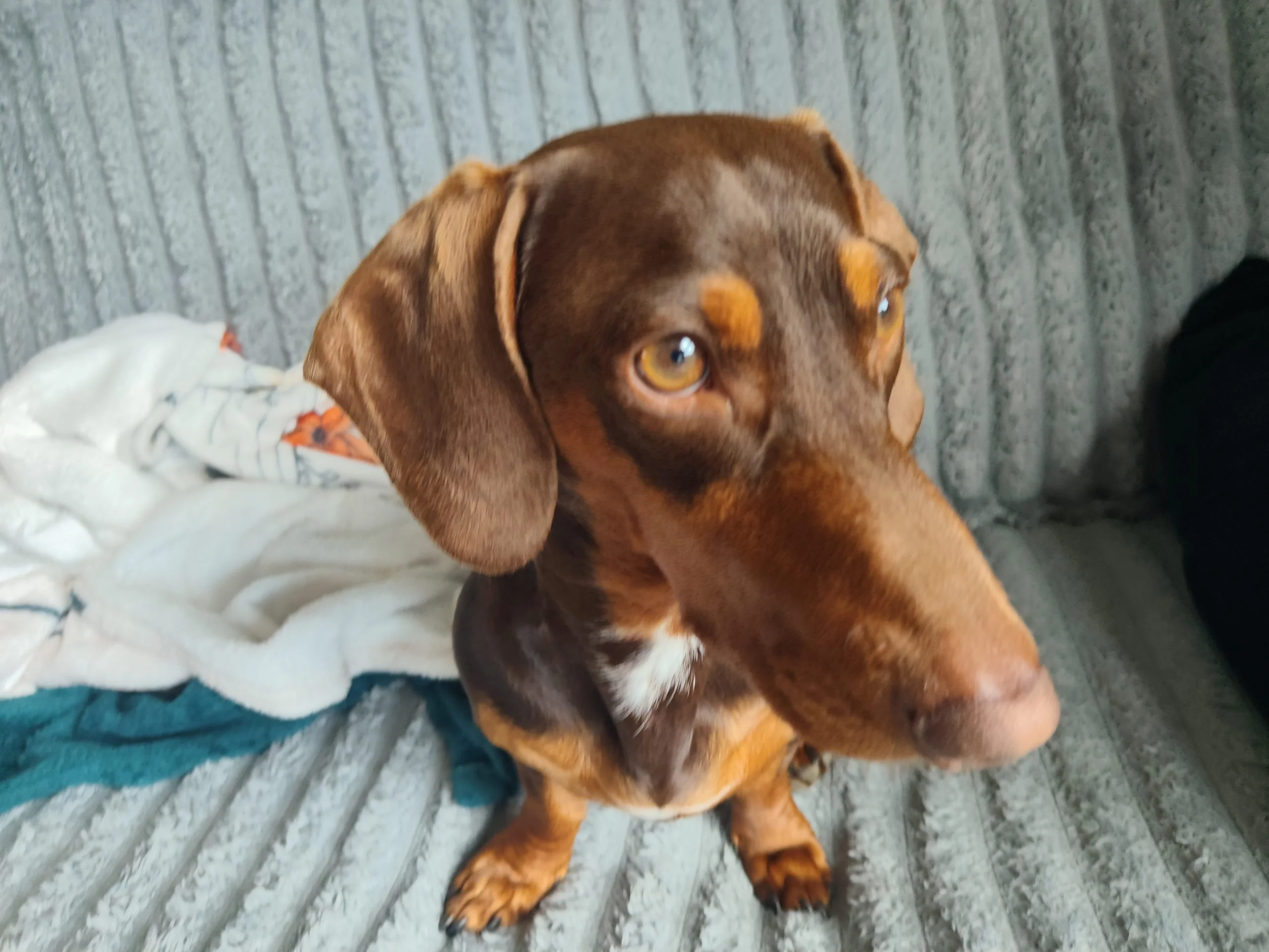 Archie, the Mini Daschund relaxing at home in Lodge Moor after his walk with Derek from K9 Time