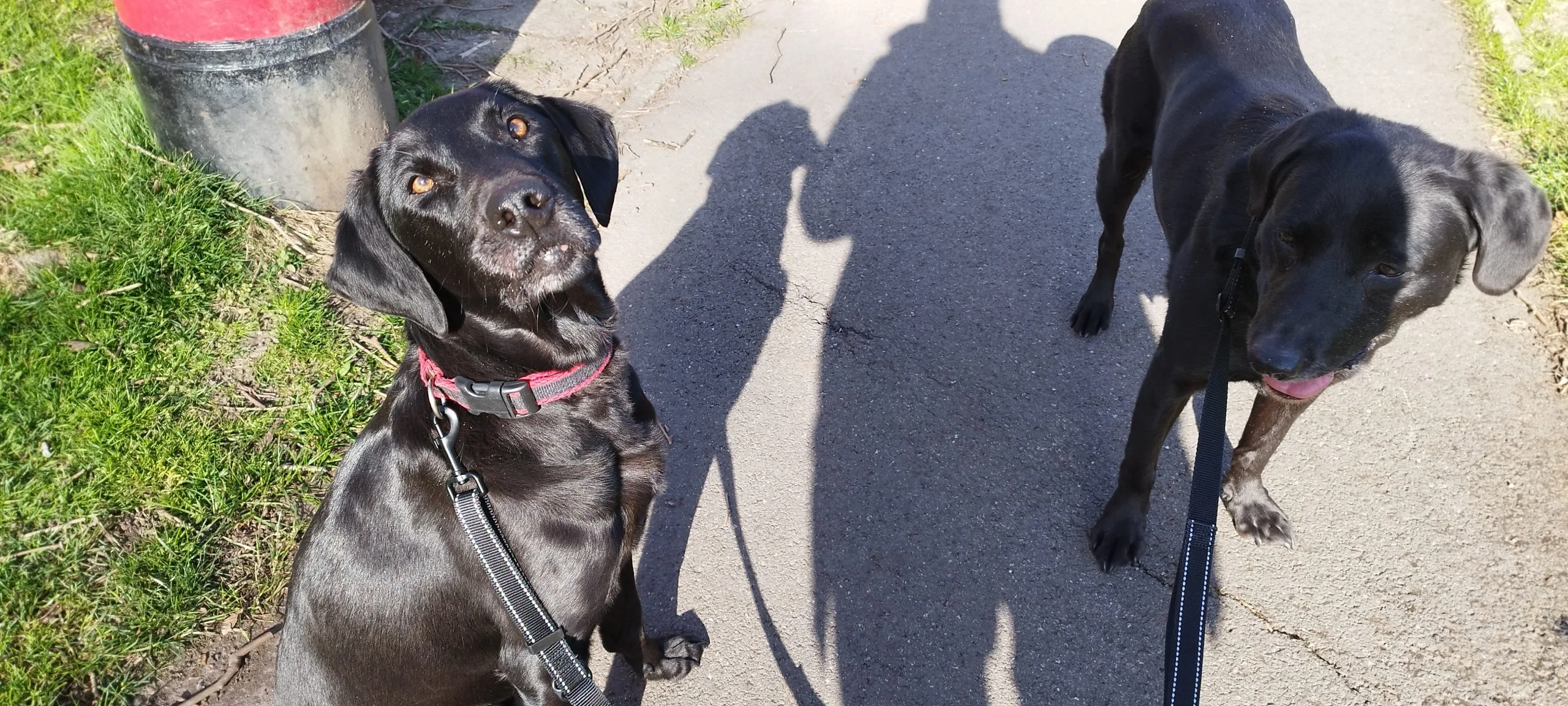 Rubus & Briar from Millhouses on their way to Ecclesall Wood with Derek from K9 Time