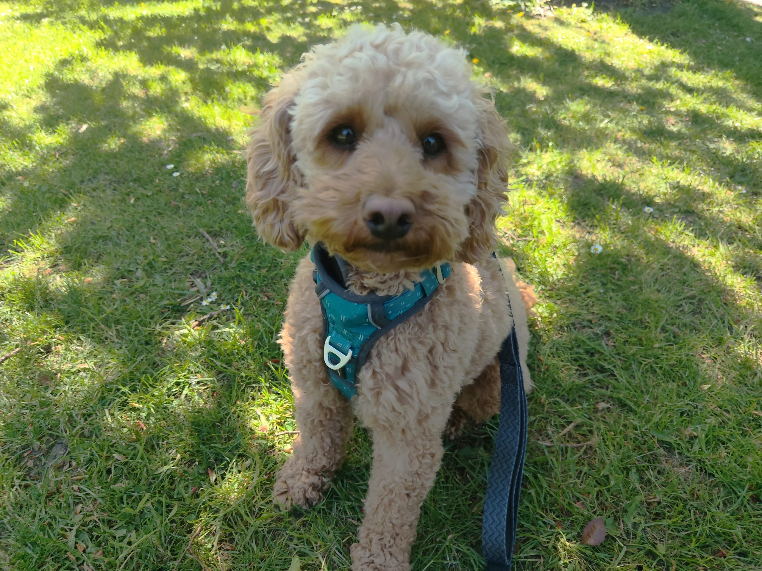 Theo, the Cavapoo from Broomhall in the Botanical Gardens with Derek from K9 Time