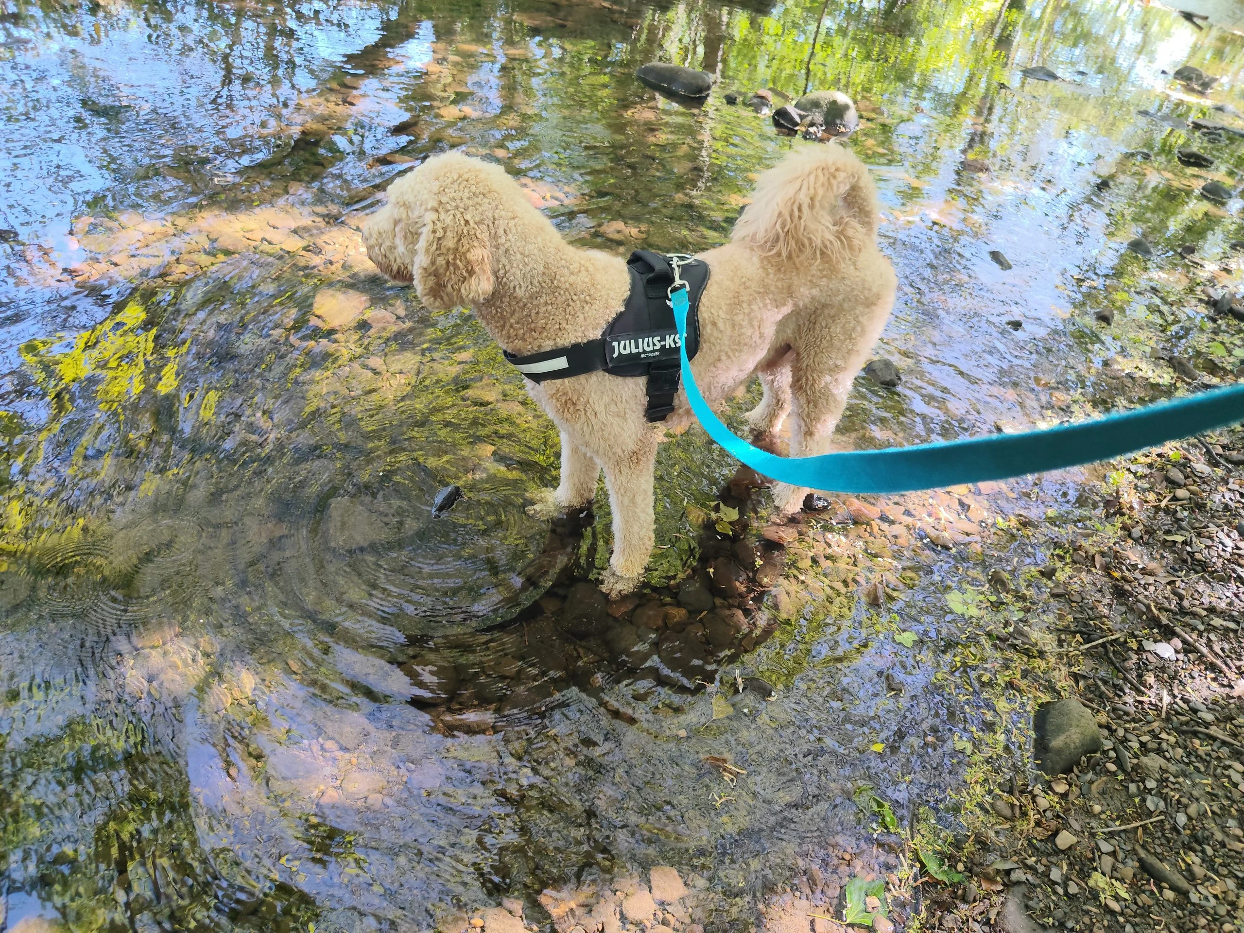 Bolt, the Golden Doodle from Dore enjoying a paddle in Totley Brook
