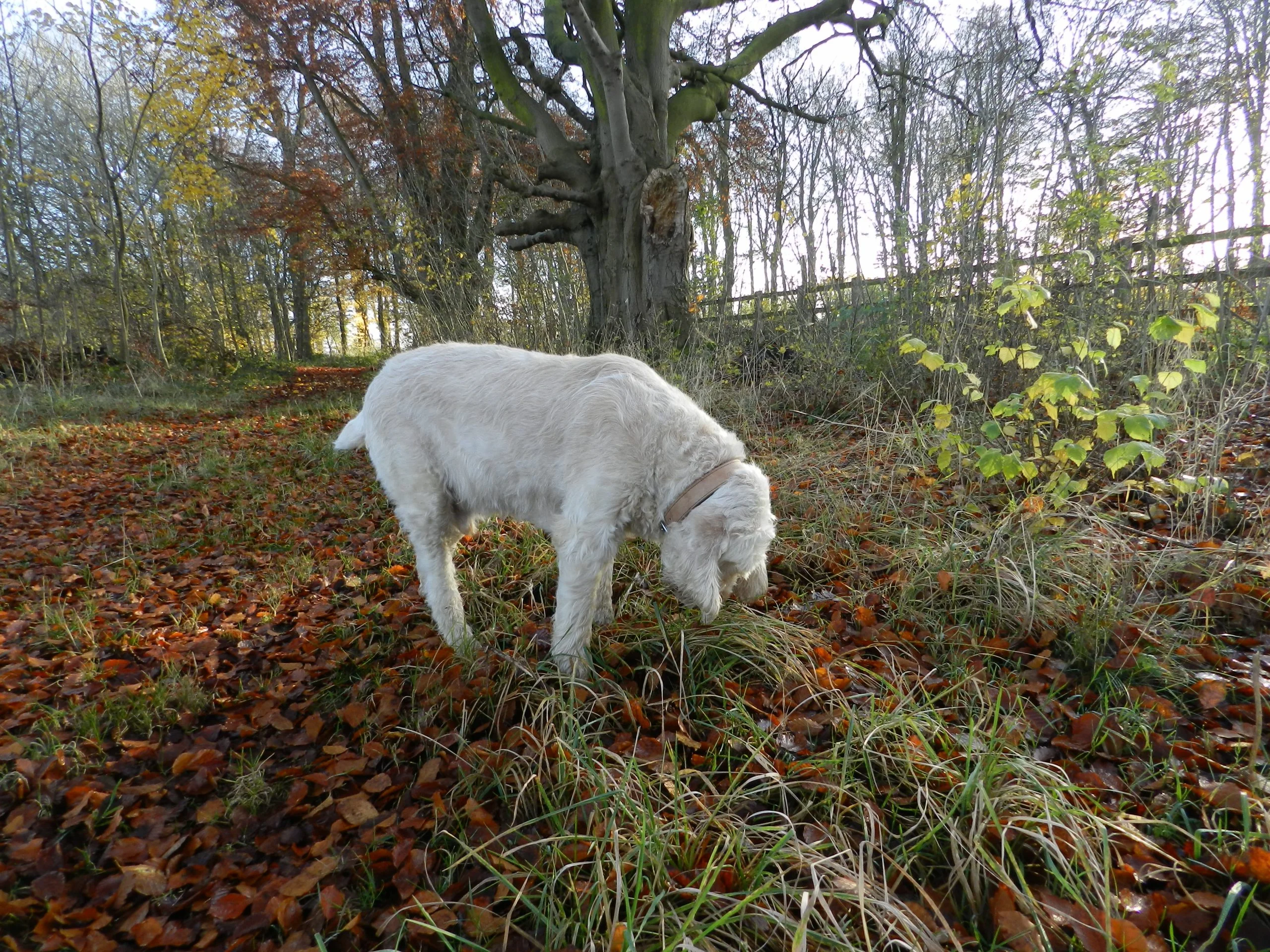 Findlay, the Italian Spinone enjoying sniffing around on the woodland floor